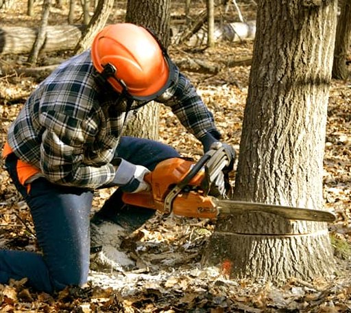 Tree Removal in Fredericksburg, VA
